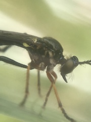 Dioctria rufipes