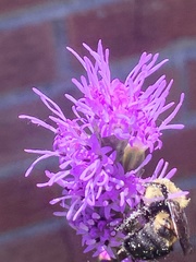 Bombus griseocollis