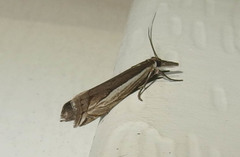 Raphiptera argillaceellus