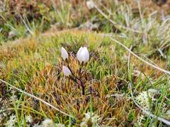 Gentianella montana ionostigma