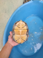 Kinosternon hirtipes