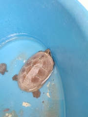 Kinosternon hirtipes