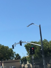 Columba livia domestica