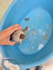 Kinosternon hirtipes