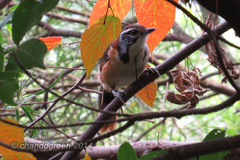 Pterorhinus pectoralis