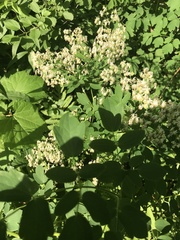 Thalictrum dasycarpum