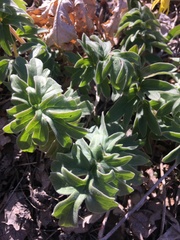 Hydrophyllum capitatum