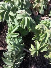 Hydrophyllum capitatum