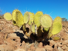 Opuntia tapona