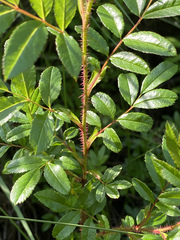 Rosa nitida