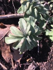 Hydrophyllum capitatum