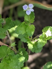 Veronica agrestis