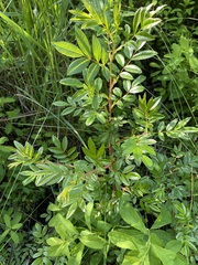 Rosa nitida