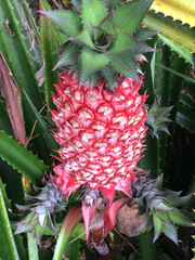 Ananas comosus bracteatus