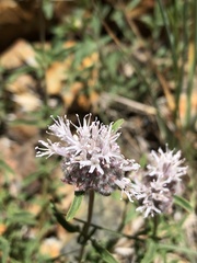 Monardella odoratissima pallida