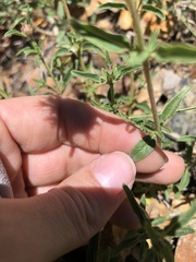 Monardella odoratissima pallida