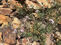 Monardella odoratissima pallida