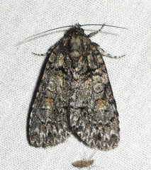 Acronicta modica