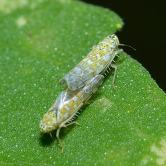 Eupteryx decemnotata