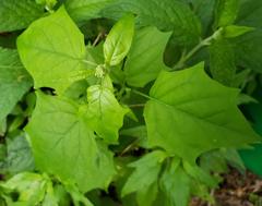 Chenopodiastrum simplex