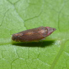 Scaphytopius rubellus