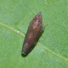 Scaphytopius rubellus