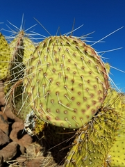 Opuntia tapona