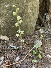 Pyrola aphylla