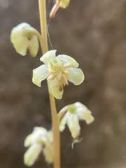 Pyrola aphylla
