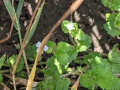 Veronica agrestis