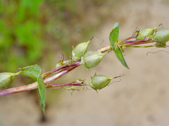 Penstemon murrayanus