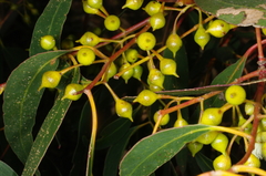 Eucalyptus leucoxylon connata
