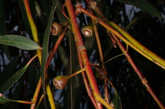 Eucalyptus leucoxylon connata