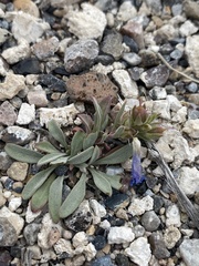 Penstemon dolius dolius