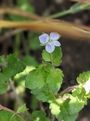 Veronica agrestis