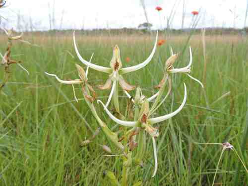 Habenaria holubii image