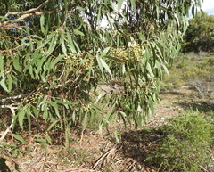Eucalyptus leucoxylon connata