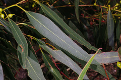 Eucalyptus leucoxylon connata