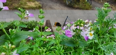 Bombus