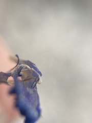 Penstemon dolius dolius