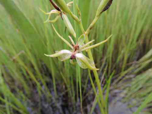Habenaria pasmithii