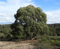 Eucalyptus leucoxylon connata