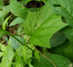 Chenopodiastrum simplex