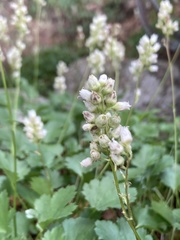 Heuchera hallii