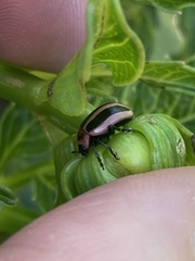 Calligrapha californica coreopsivora