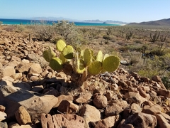 Opuntia tapona