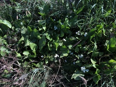Sagittaria sanfordii