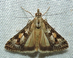 Nomophila corticalis