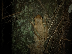 Osteopilus dominicensis