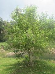 Montanoa tomentosa